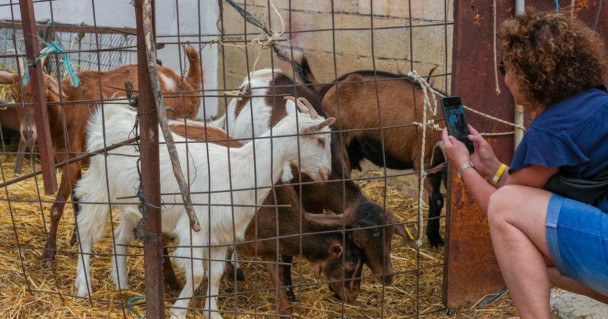 Goats crossing the track at a village stop
